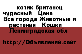 котик британец чудесный › Цена ­ 12 000 - Все города Животные и растения » Кошки   . Ленинградская обл.